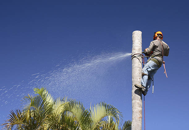 Best Lawn Watering Services  in New Haven, CT