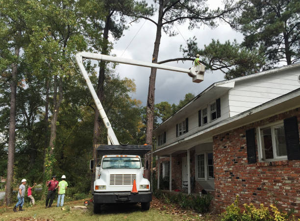 Best Tree Trimming and Pruning  in New Haven, CT