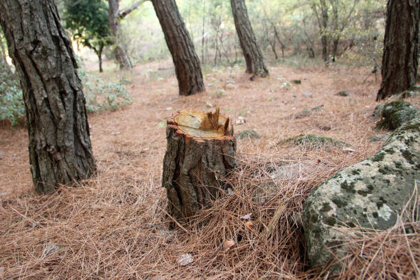 Best Arborist Consultation Services  in New Haven, CT