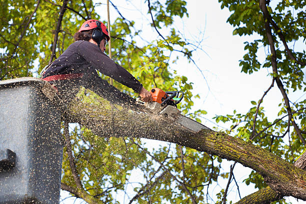 Best Seasonal Cleanup (Spring/Fall)  in New Haven, CT