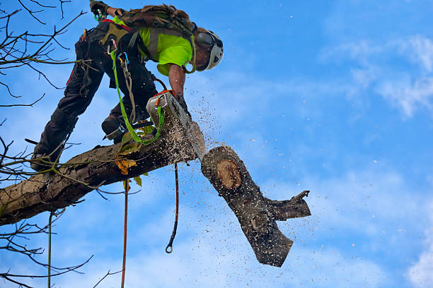 Best Tree Maintenance Programs  in New Haven, CT